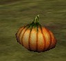 Pumpkin Live.jpg