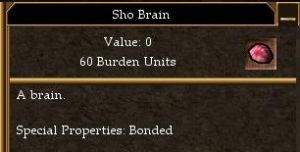 Sho Brain.jpg